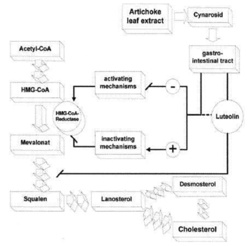 A review of pharmacological studies of artichoke leaf extract and their health benefits