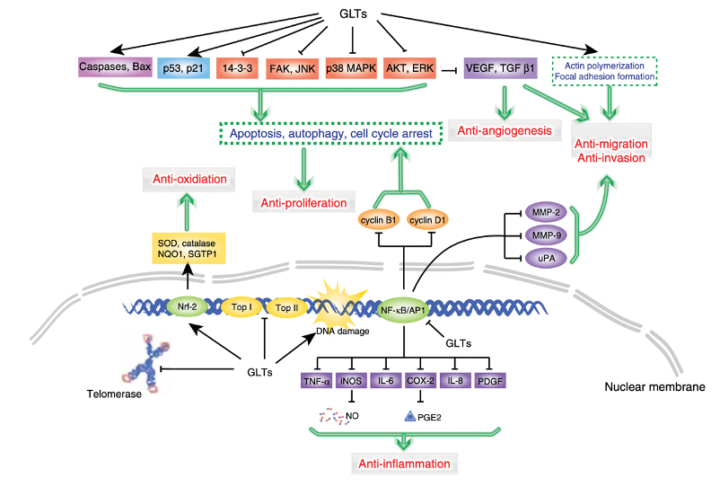 Anti-cancer properties of triterpenoids isolated from Ganoderma lucidum