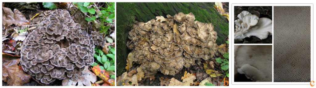 Bioactive ingredients and it’s medicinal values of Grifola frondosa (Maitake)