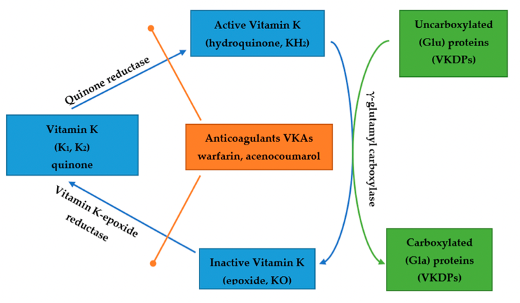 Biological role of Vitamin K—with particular emphasis on cardiovascular and renal aspects