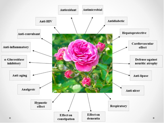 Chemical constituents, experimental and clinical pharmacology of Rosa damascena