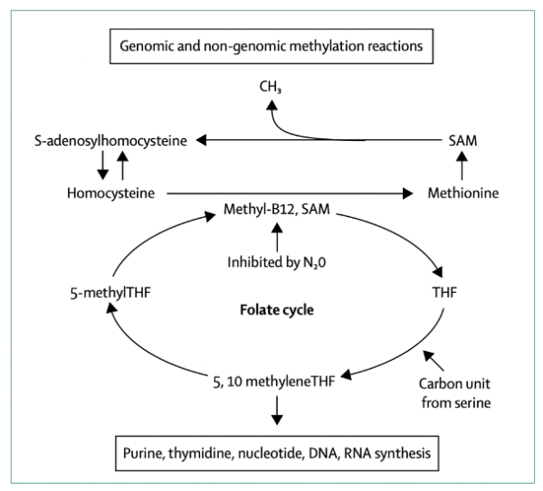 Folate, vitamin B12 and human health Swissisimi