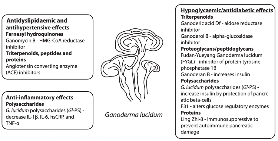 Ganoderma lucidum has beneficial effects on cardiovascular and metabolic disease risk