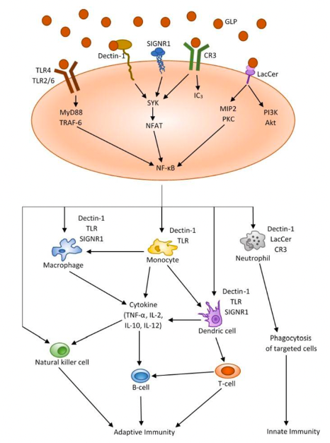 Health-promoting of polysaccharides extracted from Ganoderma lucidum