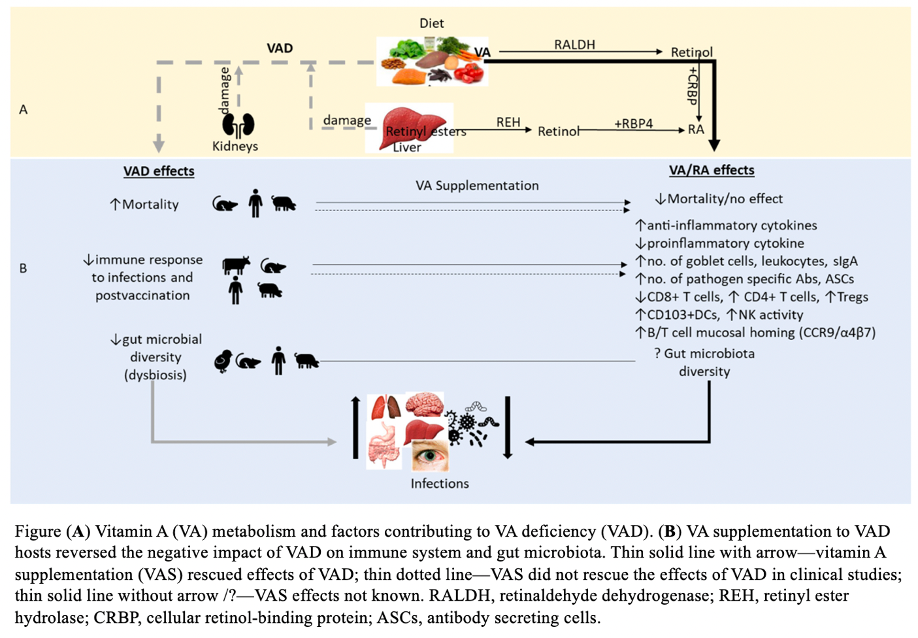 Immune impairment associated with vitamin A deficiency