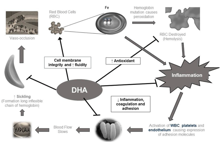 Omega-3, especially DHA, has a potential therapeutic effect on SCD