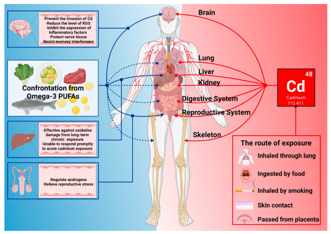 Omega-3 polyunsaturated fatty acids act in the body to counteract the damage caused by Cadmium