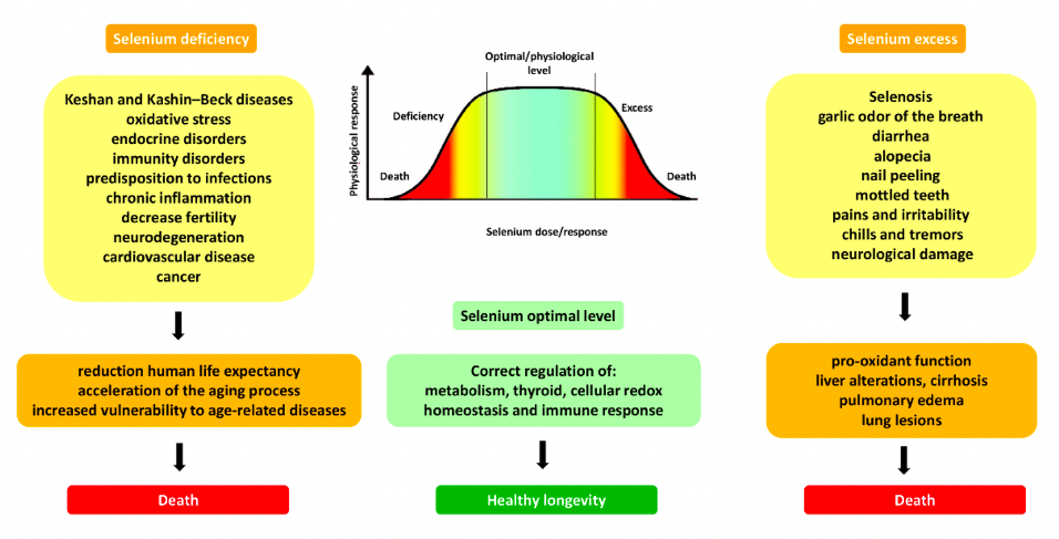 Selenium: an antioxidant with a critical role in anti-aging
