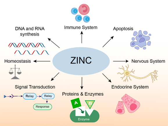 The important role of zinc in neurological diseases
