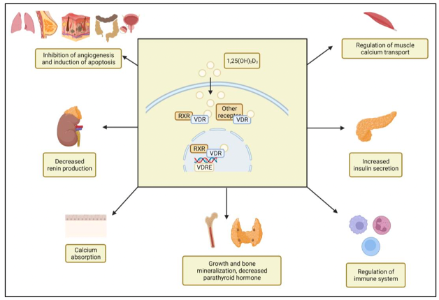 Vitamin D role in maintaining good health and defeating disease