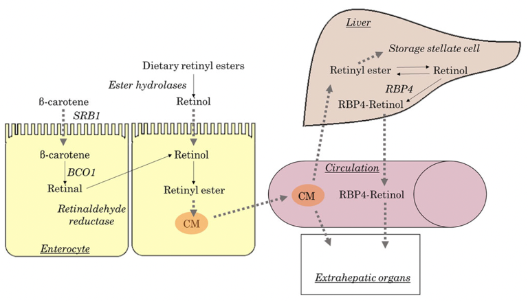 Vitamin A and wound healing
