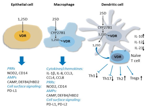 Vitamin D and immunity in infants and children