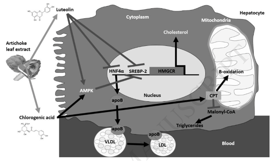 What is the effect of artichoke on lipid profile?