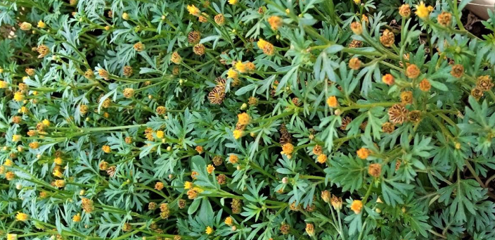 Chrysanthellum americanum (L.) Vatke extract and hypercholesterolemia