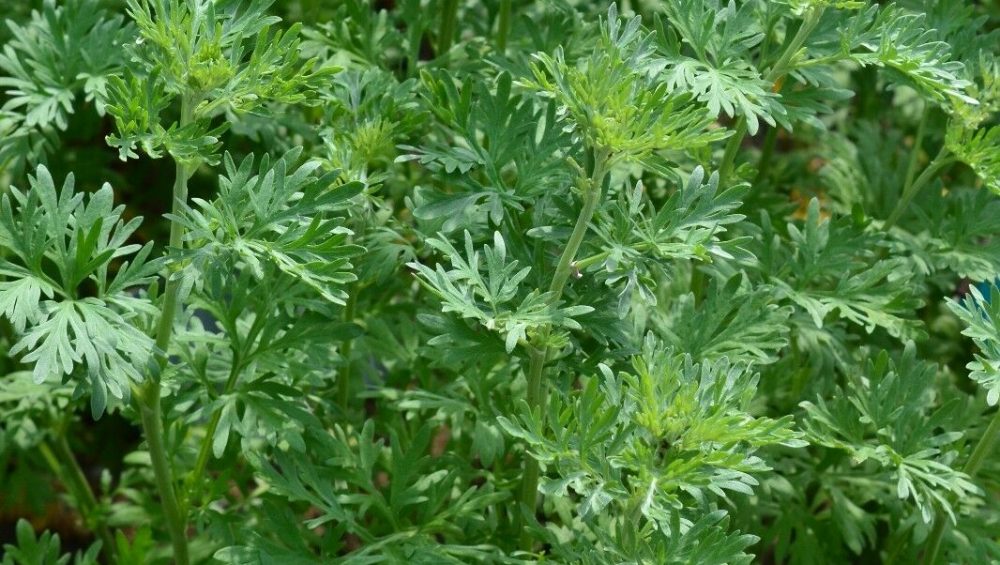 Importance of Artemisia absinthium L. in the history of medicine and the latest advances