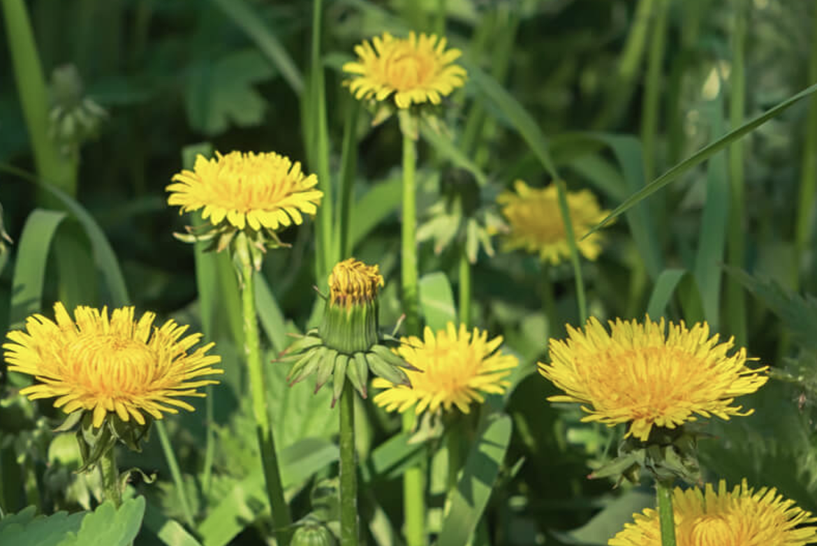 Overview of Taraxacum officinale