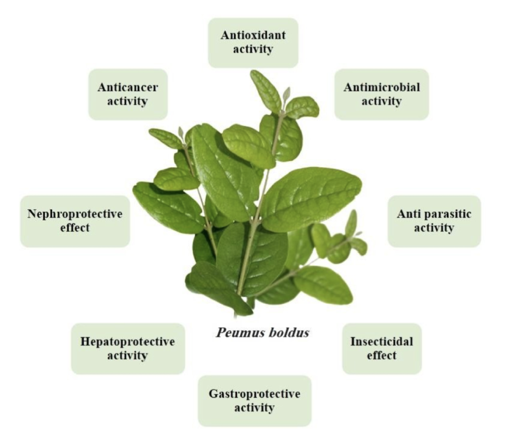 Peumus boldus phytochemical and pharmacological acticities
