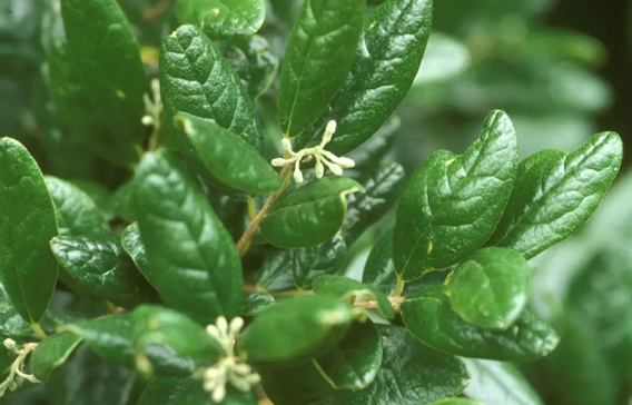 Protective effect of Peumus boldus Molina on the liver