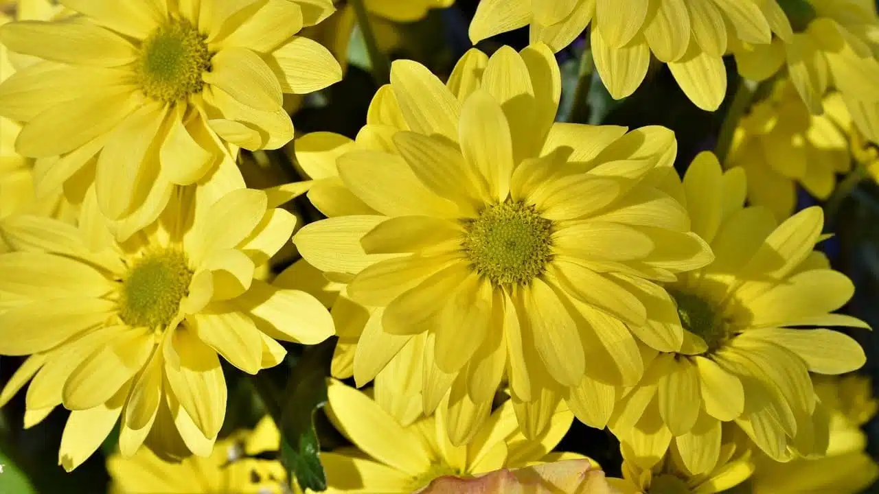 Relevance of Chrysanthellum americanum (L.) Vatke extracts in rat liver protection
